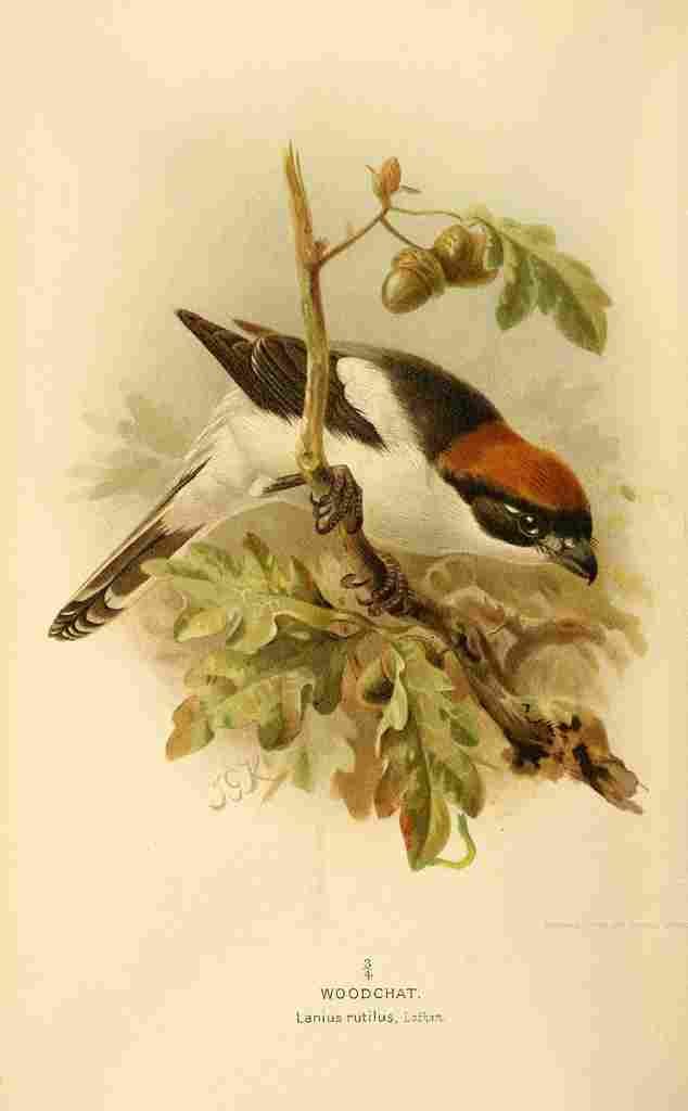Keulemans John G 1885 Woodchat A4 Photo Print