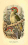 Keulemans John G 1885 Woodpecker Green A4 Photo Print