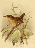 Keulemans John G 1885 Wren A4 Photo Print