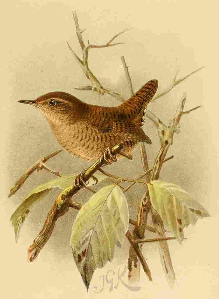 Keulemans John G 1885 Wren A4 Photo Print