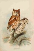 Keulemans John G 1889 Screech Owls A4 Photo Print