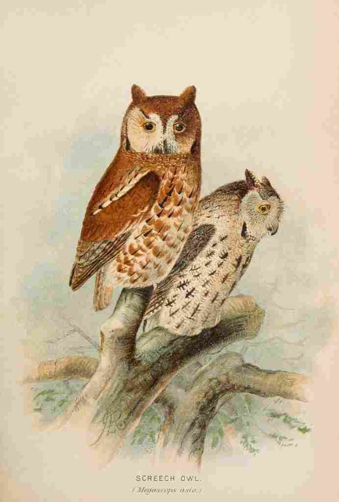 Keulemans John G 1889 Screech Owls A4 Photo Print