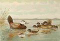 Keulemans John G 1897 White headed Duck A4 Photo Print