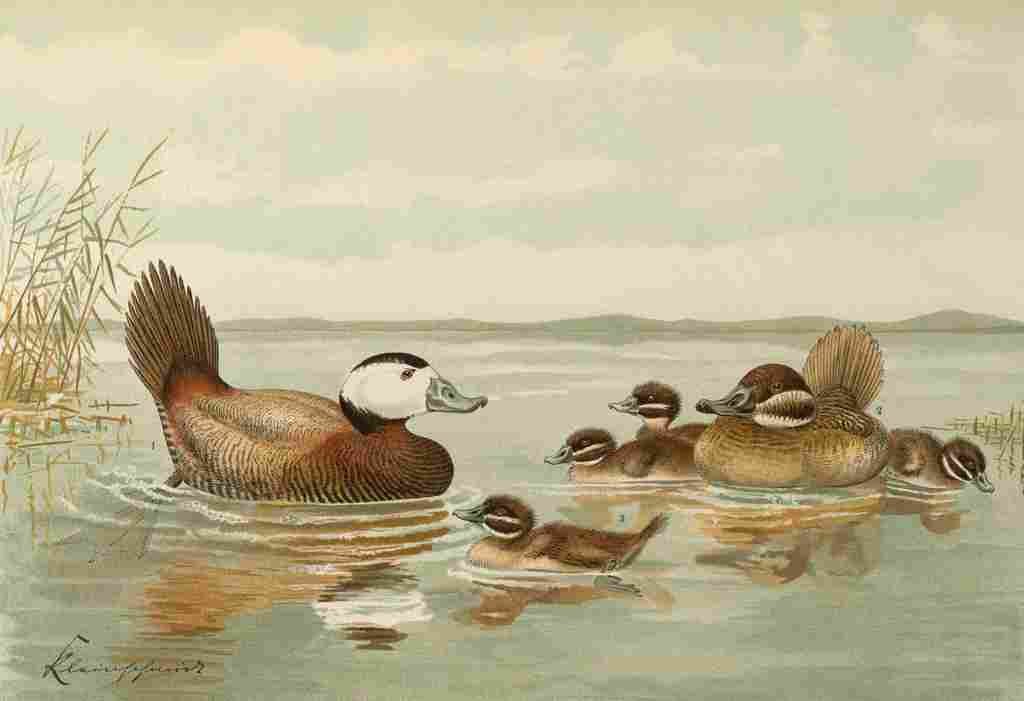 Keulemans John G 1897 White headed Duck A4 Photo Print