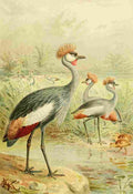 Keulemans John G Balearic Crane A4 Photo Print