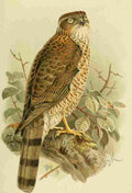 Keulemans John G Hawk Sparrow Female immature A4 Photo Print
