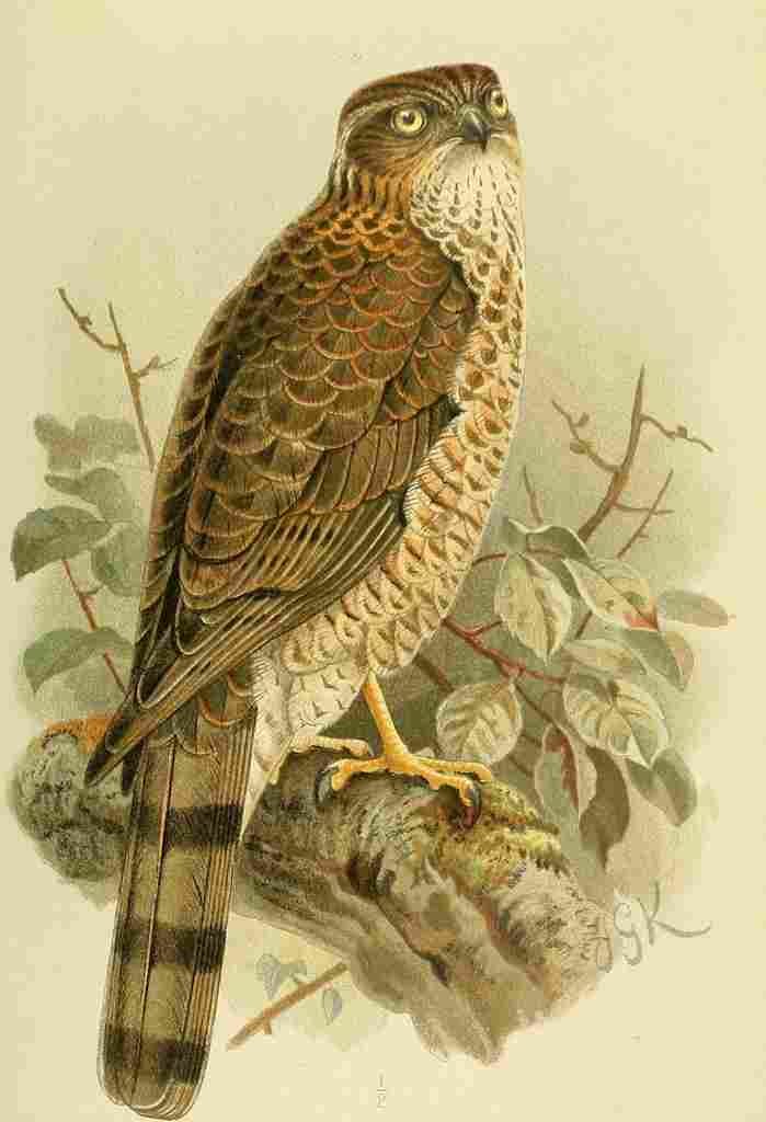 Keulemans John G Hawk Sparrow Female immature A4 Photo Print