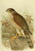 Keulemans John G Hawk Sparrow Male immature A4 Photo Print