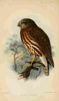 Keulemans John G Ibis 1886 Andaman Hawk Owl A4 Photo Print