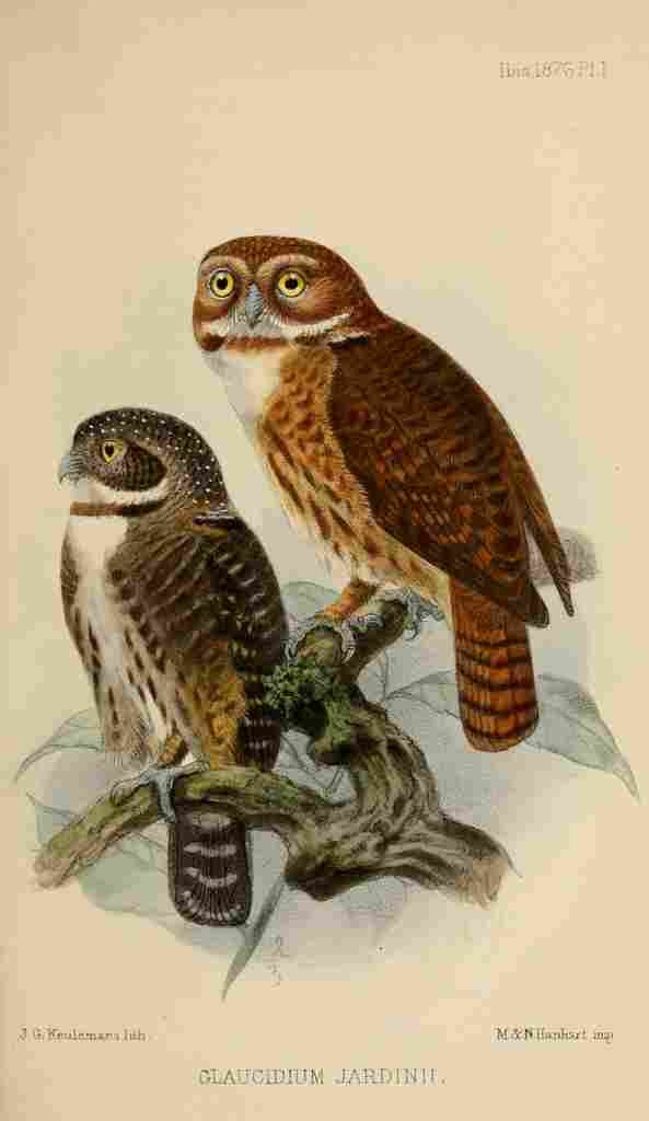 Keulemans John G Ibis 1886 Andean Pygmy Owl A4 Photo Print