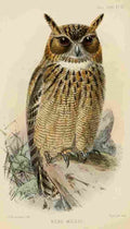 Keulemans John G Ibis 1886 Eagle Owl A4 Photo Print