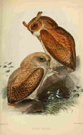 Keulemans John G Ibis 1886 Frasers Eagle Owl A4 Photo Print