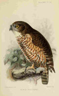 Keulemans John G Ibis 1886 Hawk Owl A4 Photo Print