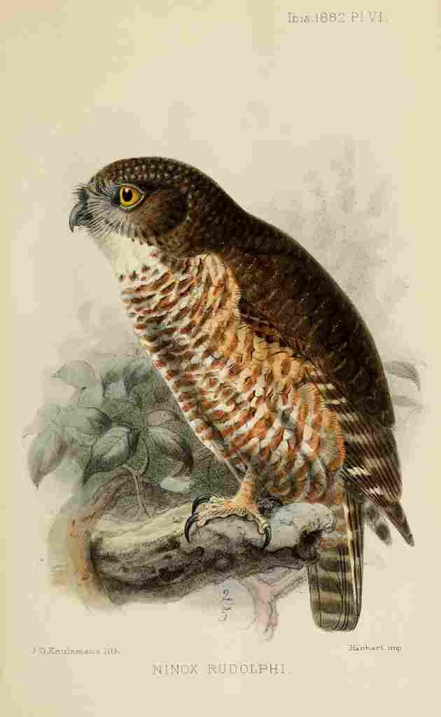 Keulemans John G Ibis 1886 Hawk Owl A4 Photo Print
