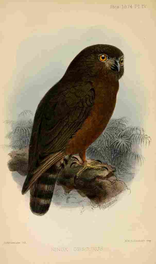 Keulemans John G Ibis 1886 Humes Hawk Owl A4 Photo Print