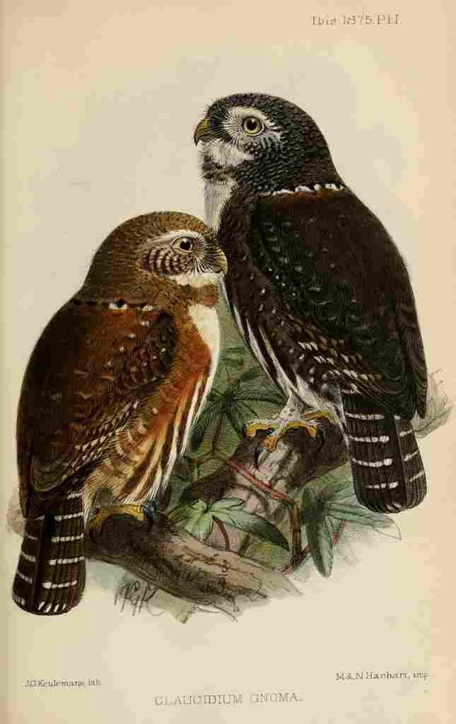 Keulemans John G Ibis 1886 Northern Pygmy Owl A4 Photo Print