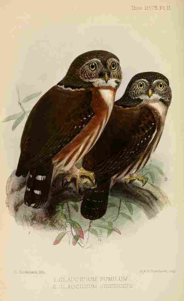Keulemans John G Ibis 1886 Owls A4 Photo Print