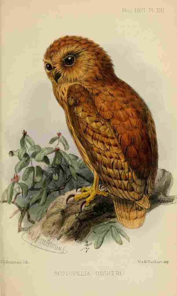 Keulemans John G Ibis 1886 Rufous Fishing Owl A4 Photo Print