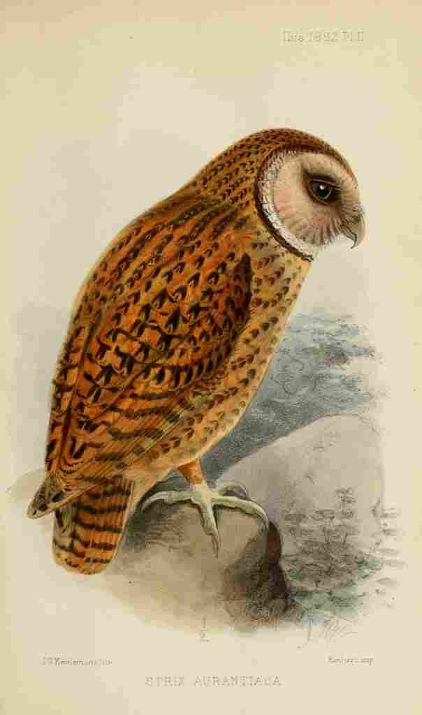 Keulemans John G Ibis 1886 Strix Aurantiaca A4 Photo Print