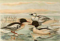 Keulemans John G Naumann 1897 Common Merganser A4 Photo Print