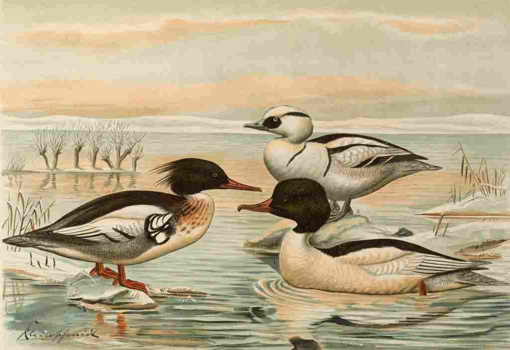 Keulemans John G Naumann 1897 Common Merganser A4 Photo Print