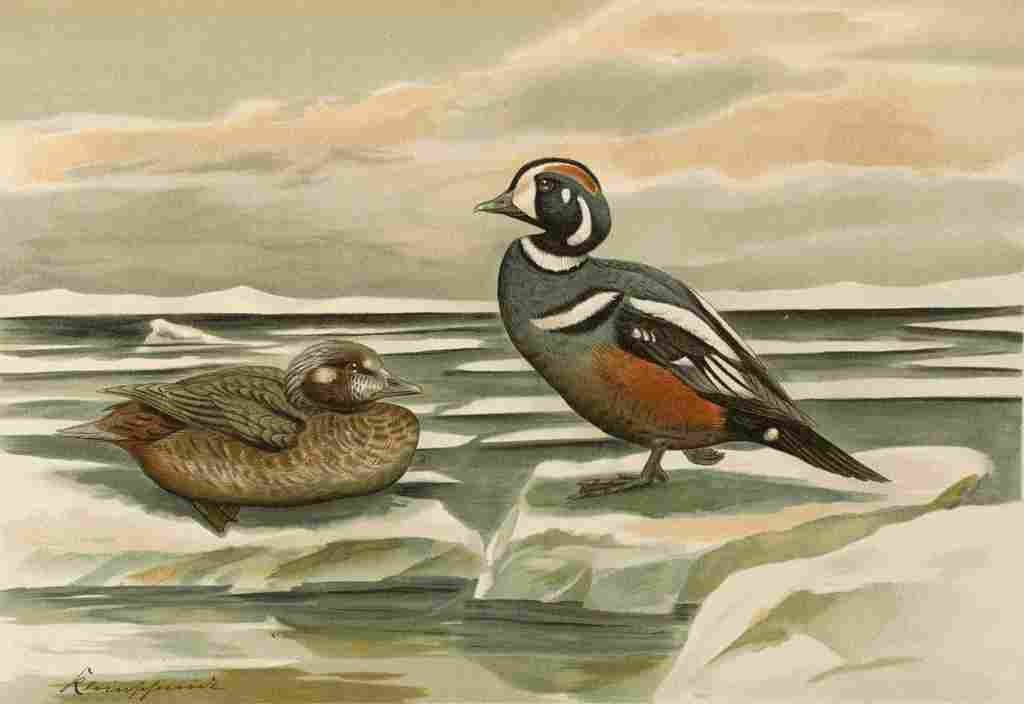 Keulemans John G Naumann 1897 Harlequin Duck A4 Photo Print