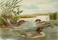 Keulemans John G Naumann 1897 Merganser 1 A4 Photo Print