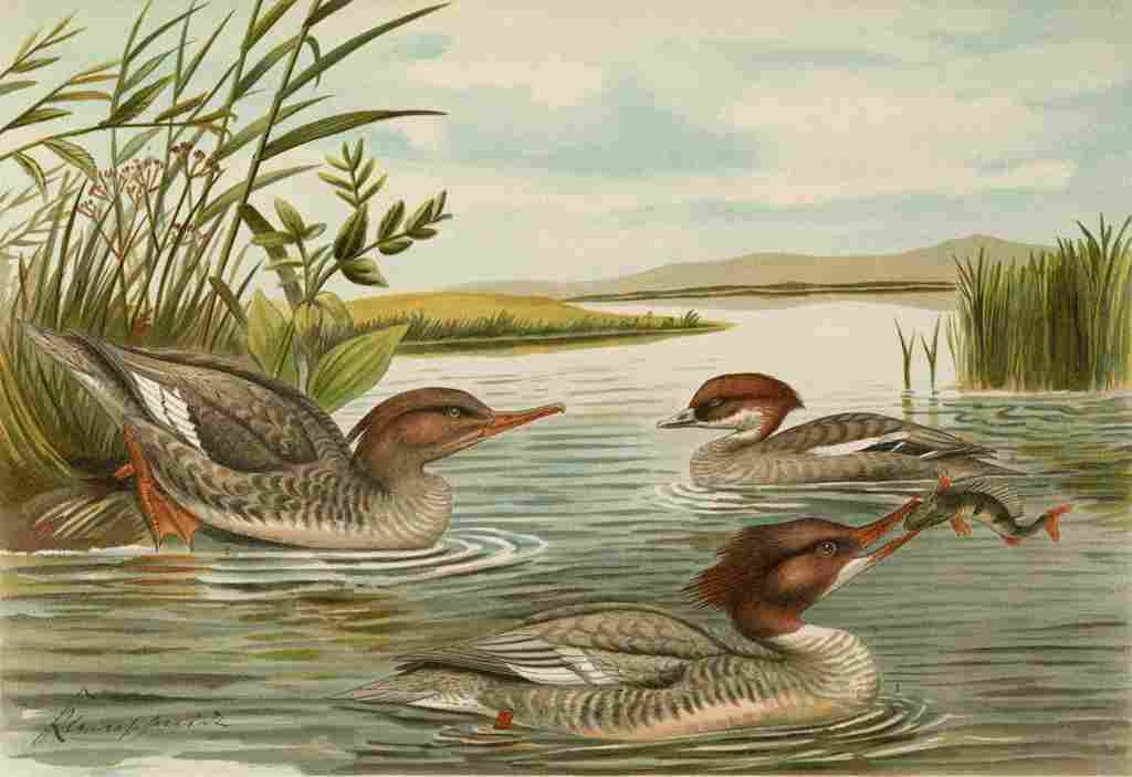 Keulemans John G Naumann 1897 Merganser 1 A4 Photo Print