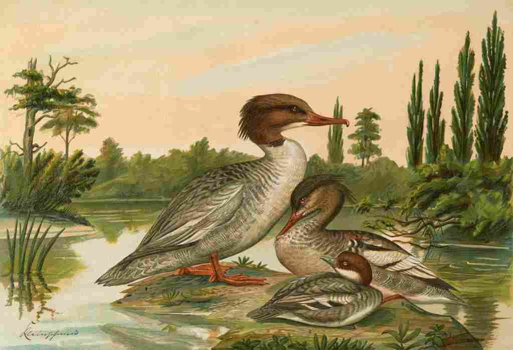 Keulemans John G Naumann 1897 Merganser 2 A4 Photo Print