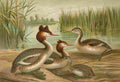 Keulemans John G Naumann 1897 A4 Photo Print