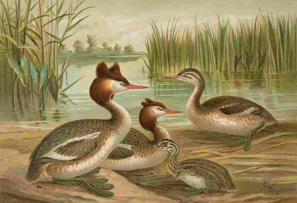 Keulemans John G Naumann 1897 A4 Photo Print