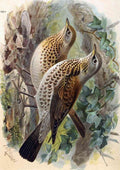 Keulemans John G1842 1912 Birds of the British Islands 1885 Fieldfare A4 Photo Print