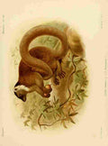 Keulemans John Madagascar 1885 Black Lemur A4 Photo Print