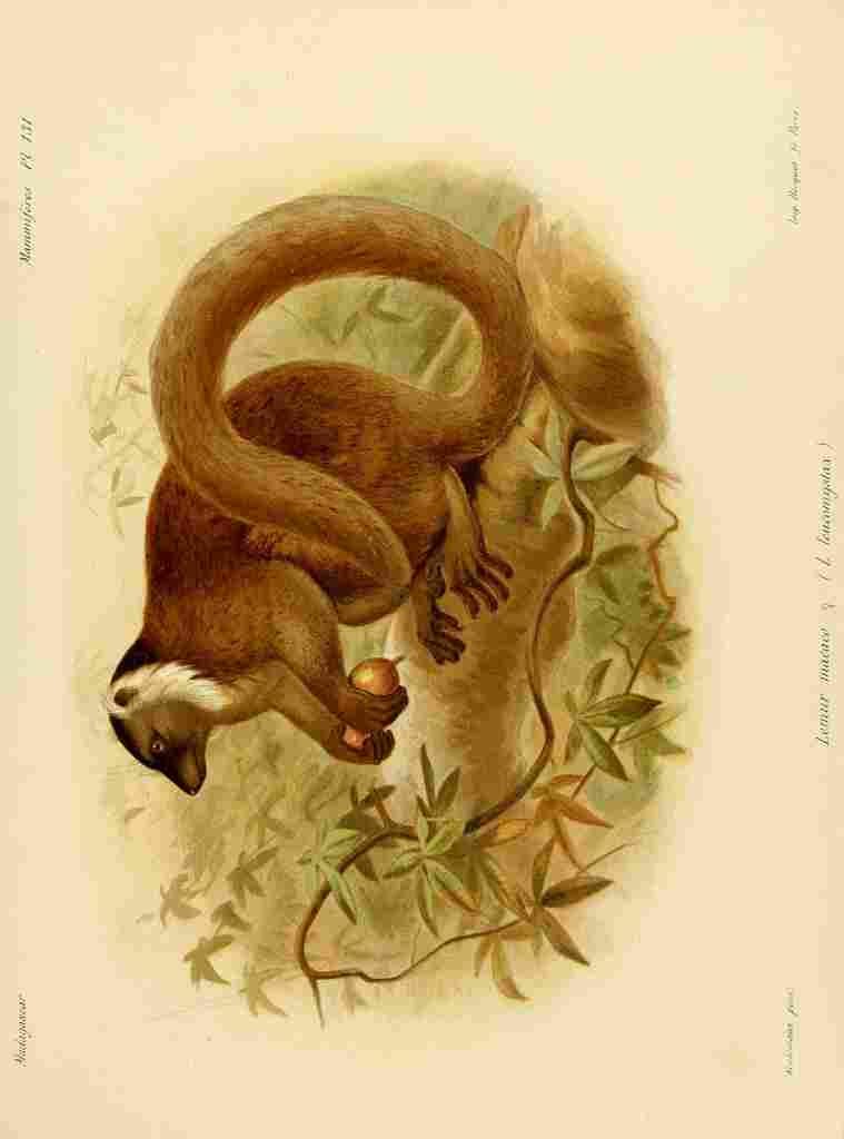 Keulemans John Madagascar 1885 Black Lemur A4 Photo Print