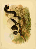 Keulemans John Madagascar 1885 Black & White Ruffed Lemur A4 Photo Print