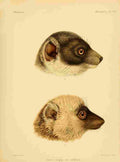 Keulemans John Madagascar 1885 Lemur head shot A4 Photo Print