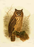Keulemans John Madagascar 1885 Madagascan Owl A4 Photo Print