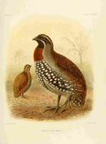 Keulemans John Madagascar 1885 Margaroperdix Striata A4 Photo Print