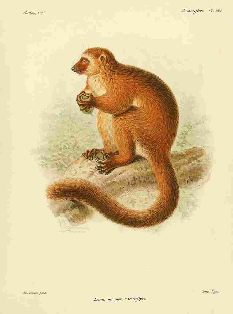 Keulemans John Madagascar 1885 Mongoose Lemur A4 Photo Print
