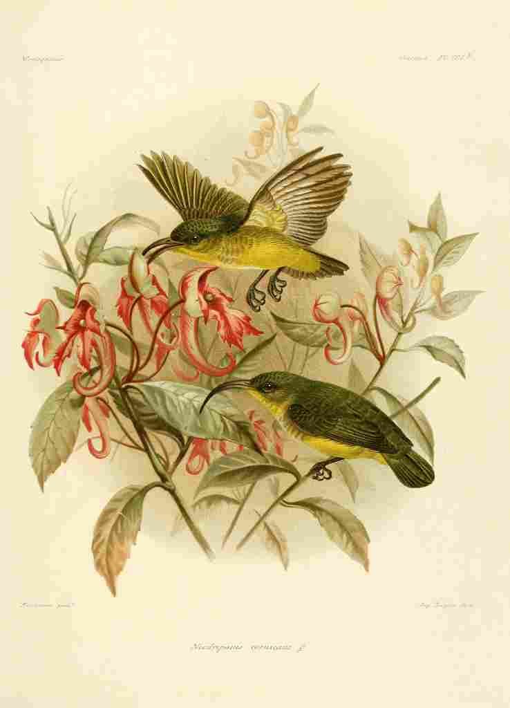 Keulemans John Madagascar 1885 Neodrepanis Coruscans A4 Photo Print