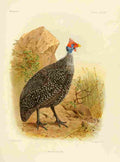 Keulemans John Madagascar 1885 Numida Tiarata A4 Photo Print