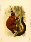 Keulemans John Madagascar 1885 Red ruffed Lemur 1 A4 Photo Print