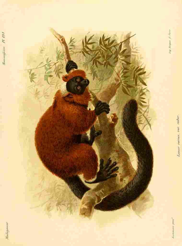 Keulemans John Madagascar 1885 Red ruffed Lemur 1 A4 Photo Print
