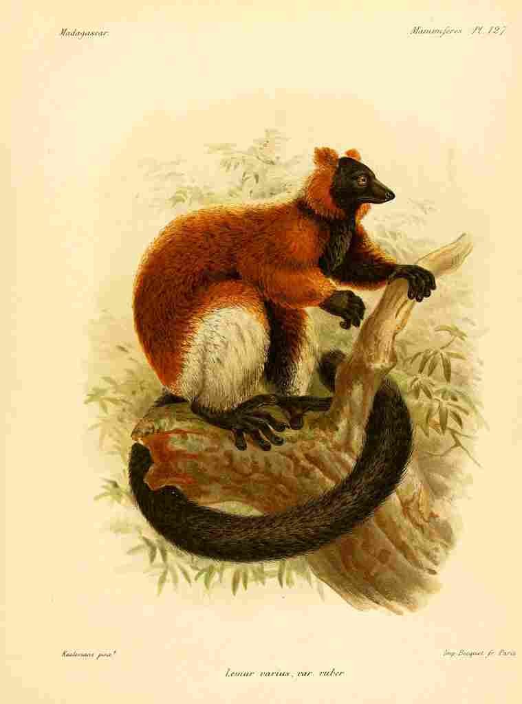 Keulemans John Madagascar 1885 Red ruffed Lemur 2 A4 Photo Print