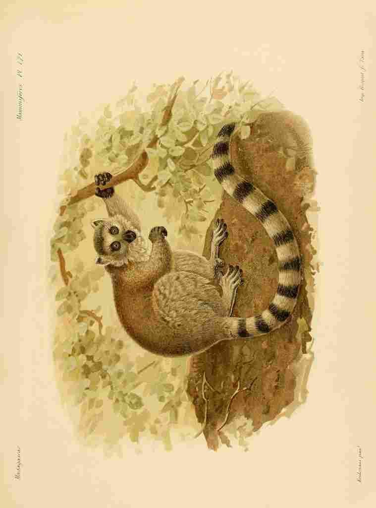 Keulemans John Madagascar 1885 Ring tailed Lemur A4 Photo Print