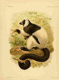 Keulemans John Madagascar 1885 Ruffed Lemur A4 Photo Print