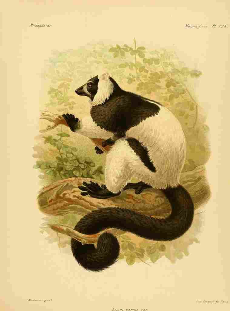 Keulemans John Madagascar 1885 Ruffed Lemur A4 Photo Print