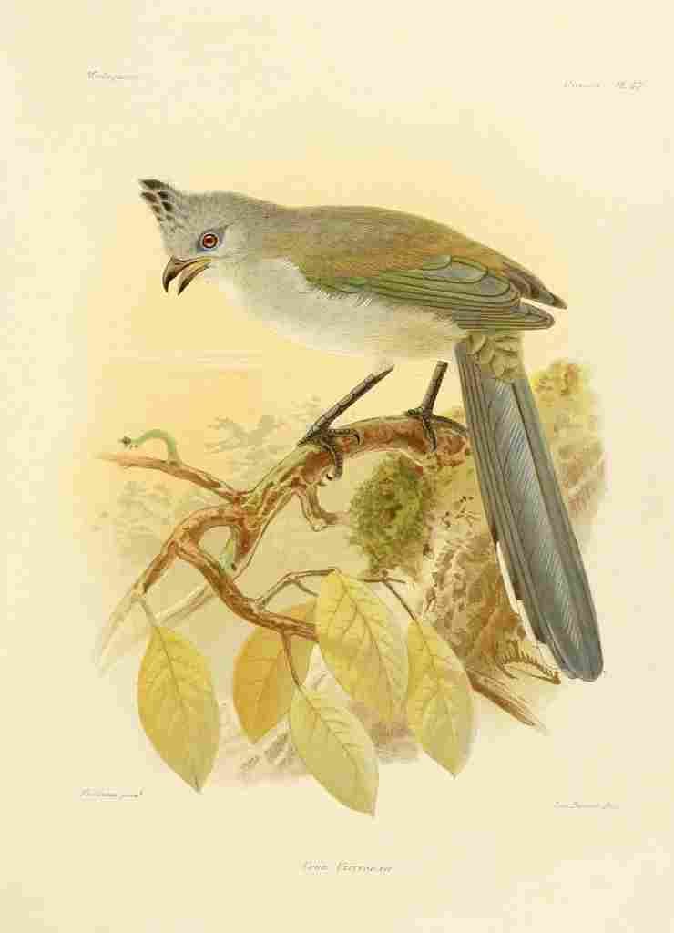 Keulemans John Madagascar 1885 Verreauxs Eagle A4 Photo Print