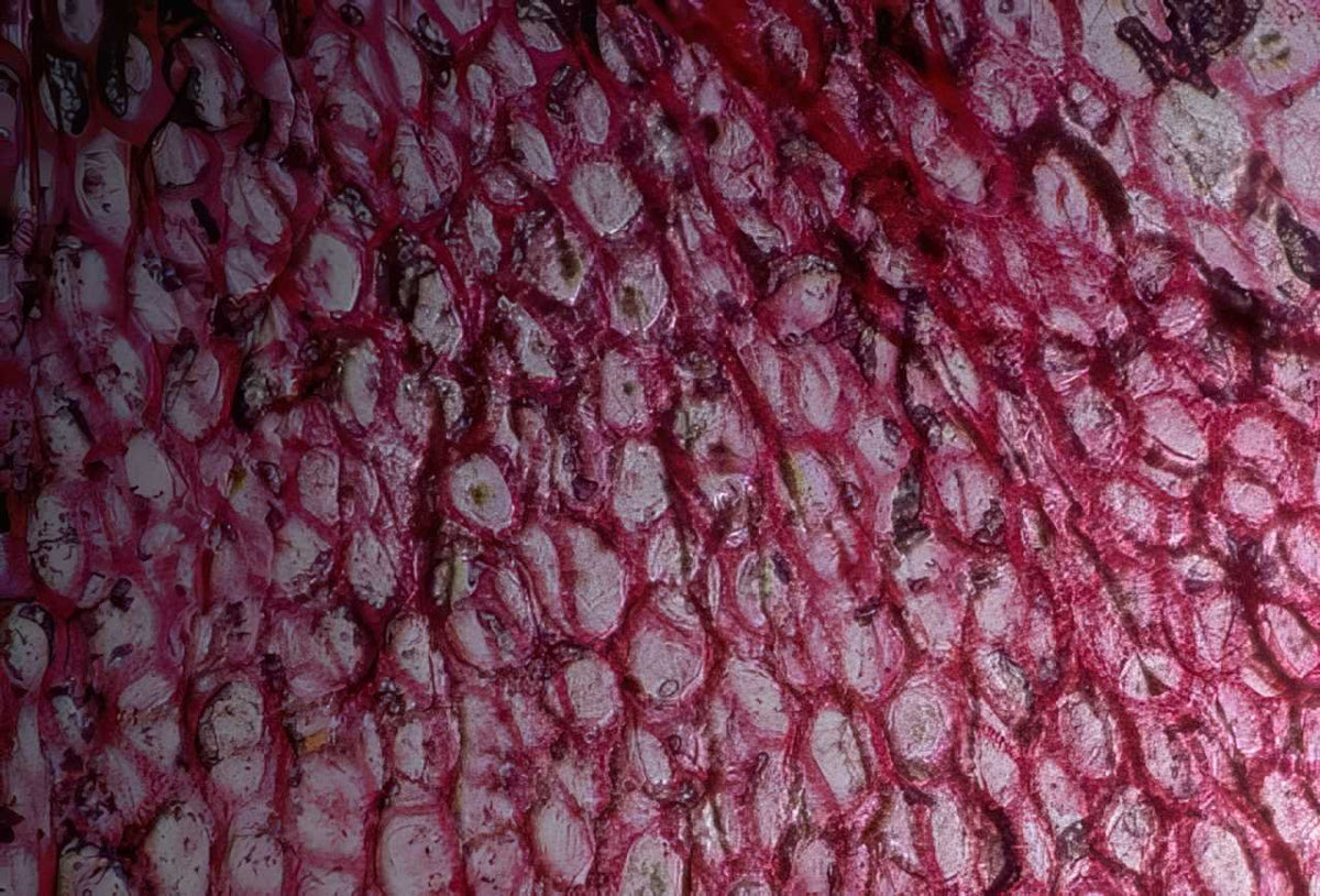 Kidney H E A4 Photo Print