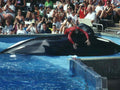 Killer Whale Tilikum A4 Photo Print